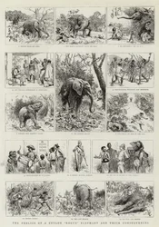 Die Streiche eines Ceylon-Rogue-Elefanten und ihre Folgen